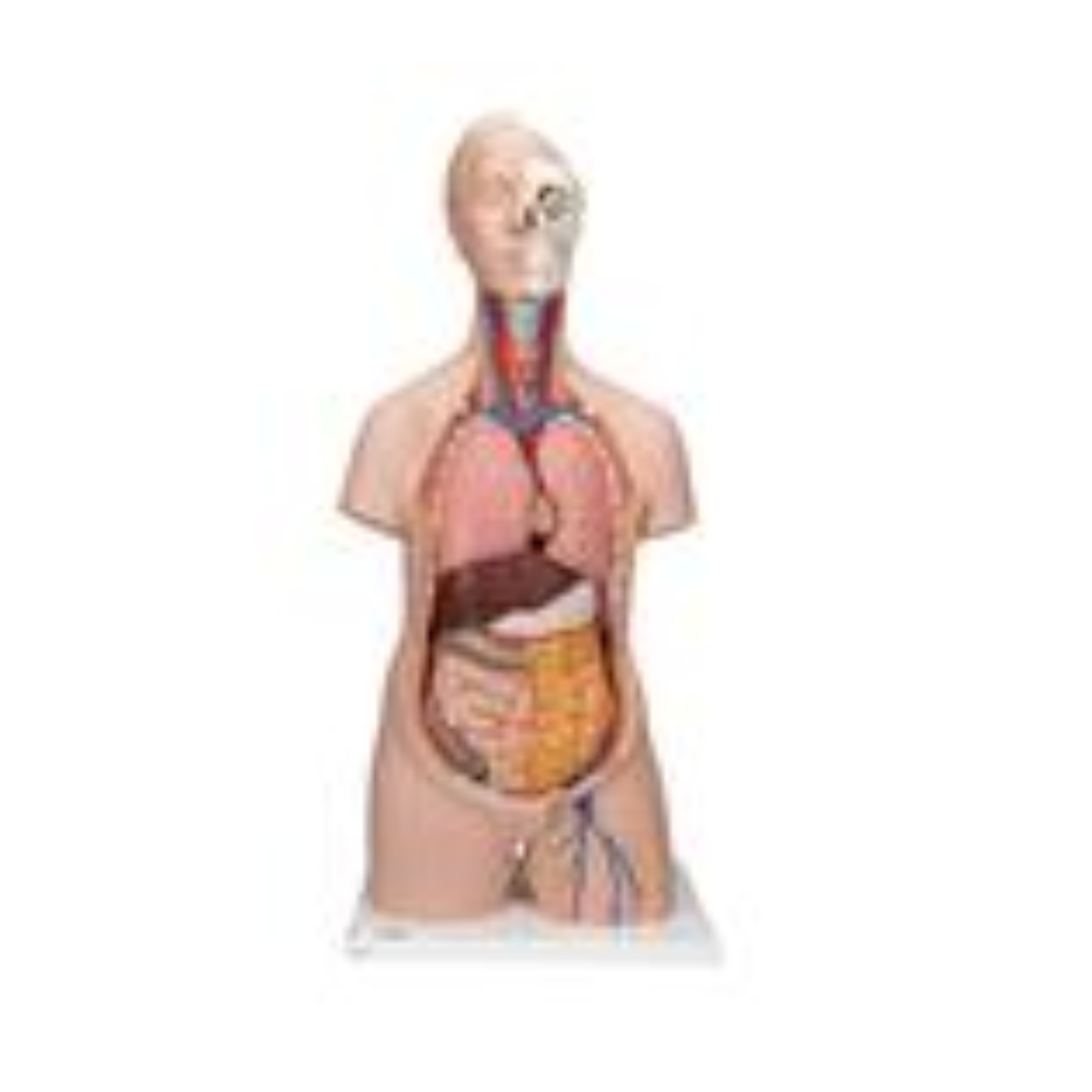 Mini Torso - 50 cm