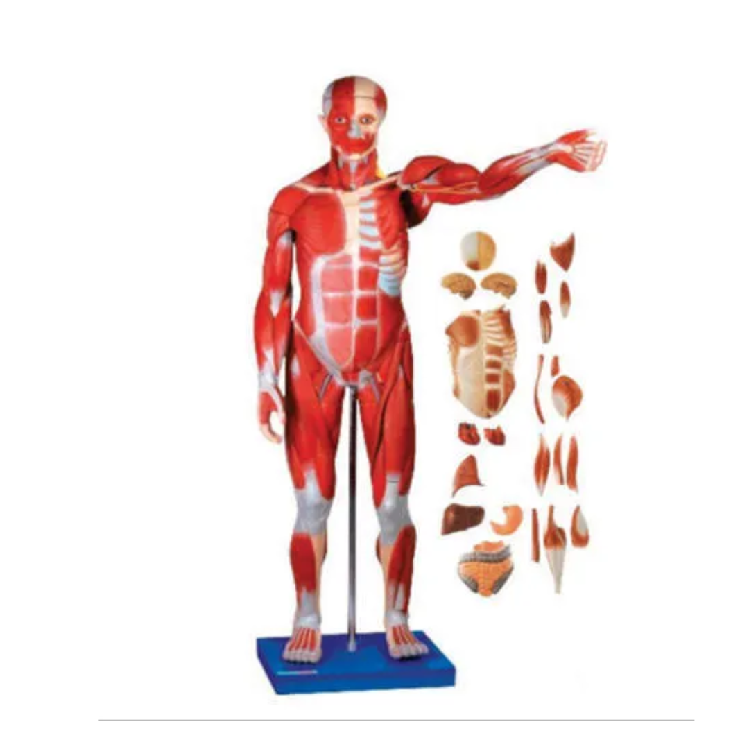 Male Muscular Figure - 78 cm